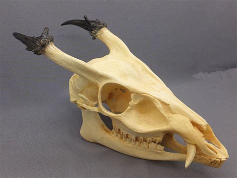 Reeves Muntjac Male Skull - Skeletons and Skulls Superstore