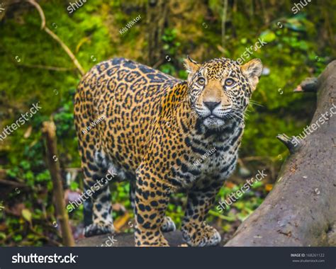 Beautiful Jaguar Animal In It'S Natural Habitat Stock Photo 168261122 ...