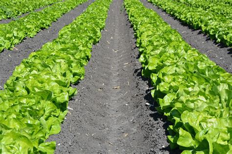 Lettuce Growing Stages: How Does It Grow?