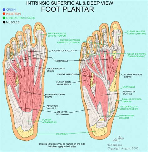 Foot Plantar | Muscle, Muscle groups, Muscle anatomy