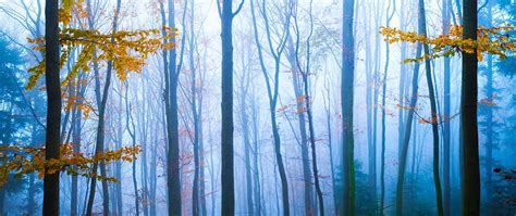 Panorama Landscape Of Autumn Forest Photograph by Ivan Kmit - Fine Art America