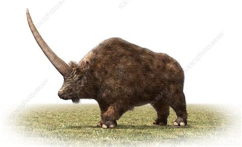 Elasmotherium Illustration - Extinct Prehistoric Mammal