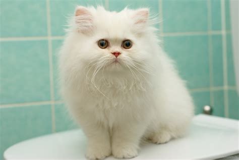 Small white cat in the bathroom wallpapers and images - wallpapers, pictures, photos