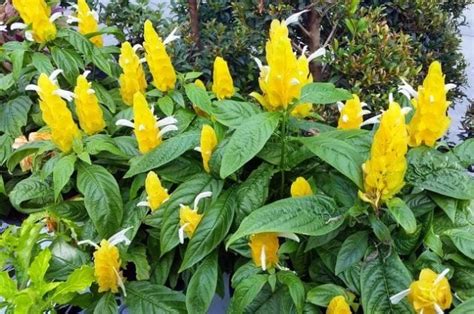 Golden Shrimp Plant Indoors and Out | Flower Gardening