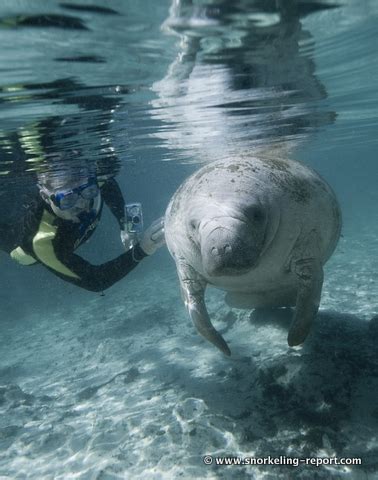 Snorkeling with Manatees in Crystal River, Florida