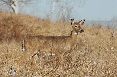 White-tailed Deer - Odocoileus virginianus - NatureWorks