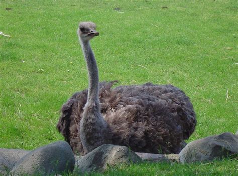 ostrich | a large flightless bird | Mark Geralds | Flickr