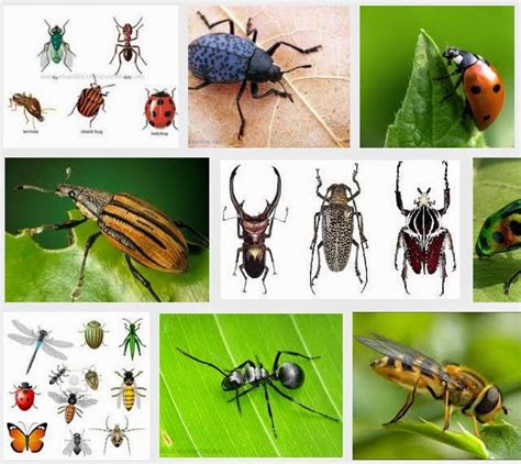 Insects The Largest Group of Animal | SCIENCE EDUs NOTE