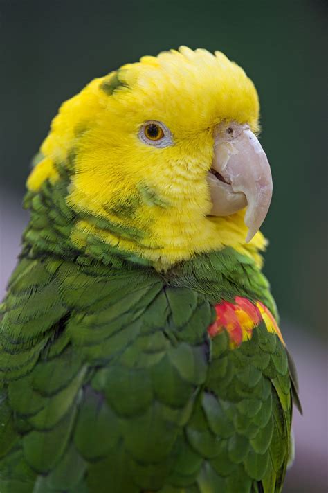 Yellow Parrot Bird