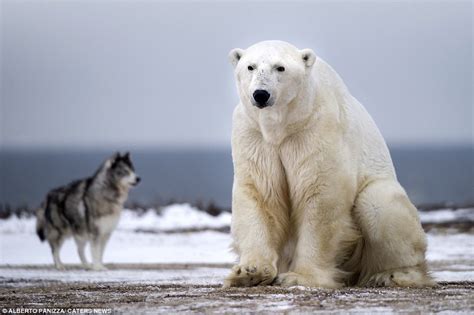 Pics Photos - Dog Polar Bear