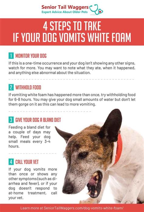 Effective Home Remedies For Vomiting Dogs PetHelpful | vlr.eng.br