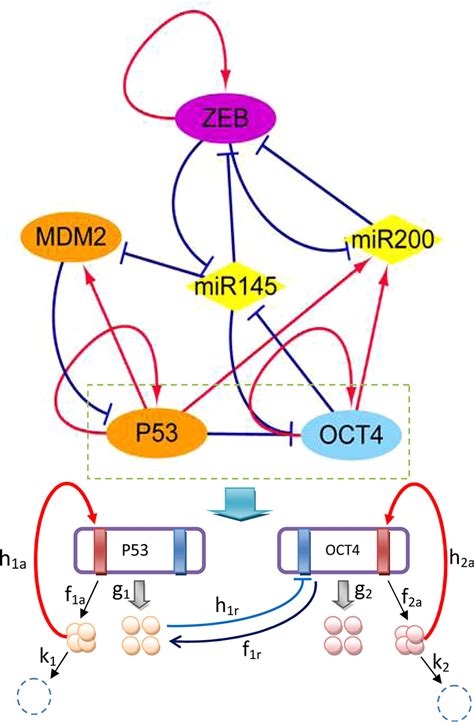 Frontiers | Quantification of the Underlying Mechanisms and Relationships Among Cancer ...