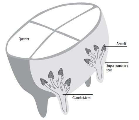 Pin on Cattle~Milking