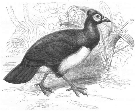 BIRDS. Gallinaceous Bird. Tufted Guinea Fowl. Maleo c1870 old antique print