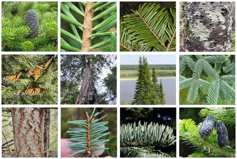 Types Of Fir Trees