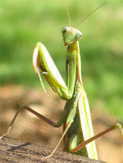 Praying Mantis | Praying mantis, Pray, Bug off