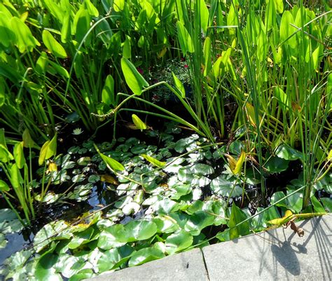 Pond plants are a vital part of a balanced aquatic ecosystem | Wyoming / Kentwood Now