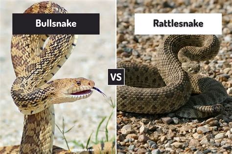 Bullsnake Vs Rattlesnake (6 Differences) - ReptileHow.com