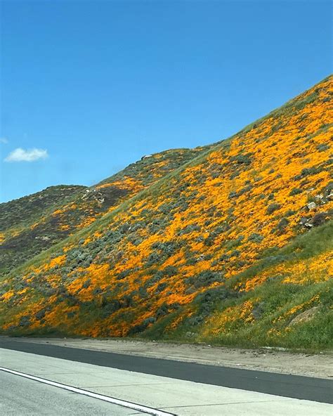 Super Bloom 2023: Photos From Space To A Bug's Eye View | Lake Elsinore ...