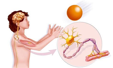 Neuromuscular system and diseases | healthdirect