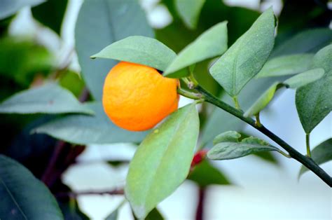 Tangerine Tree Free Stock Photo - Public Domain Pictures