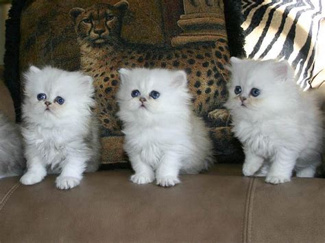 Persian Cat Wallpapers | Fun Animals Wiki, Videos, Pictures, Stories