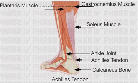 Achilles Tendon Anatomy Diagram