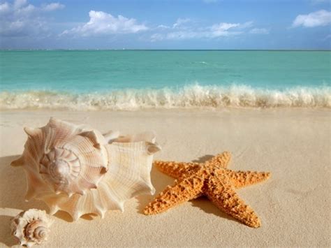 Seashell and starfish on the beach in summer wallpapers and images - wallpapers, pictures, photos