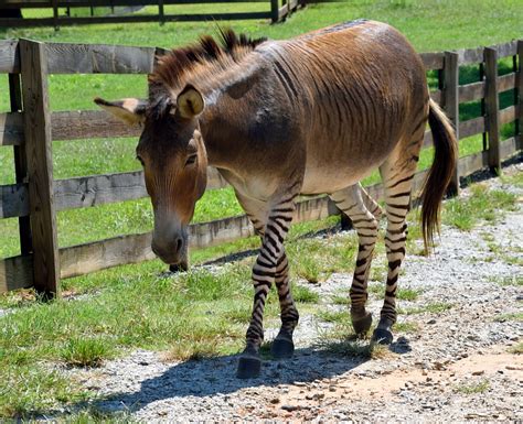 10 datos curiosos sobre los caballos | My Horseback View