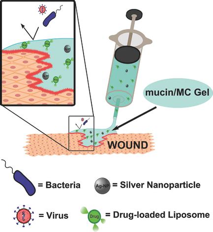 A Selective Mucin/Methylcellulose Hybrid Gel with Tailored Mechanical Properties - Nowald - 2016 ...