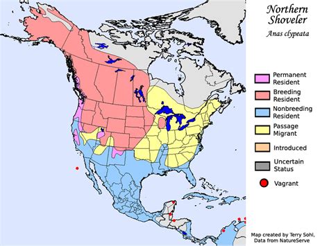 Characteristics - Northern Shoveler