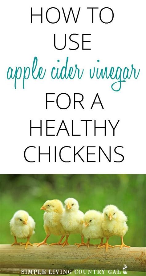 How to use ACV for healthy and happy chickens. | Healthy chicken, Apple ...