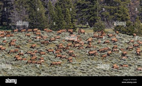 Rocky Mountain Elk Herd in Yellowstone National Park Stock Photo - Alamy