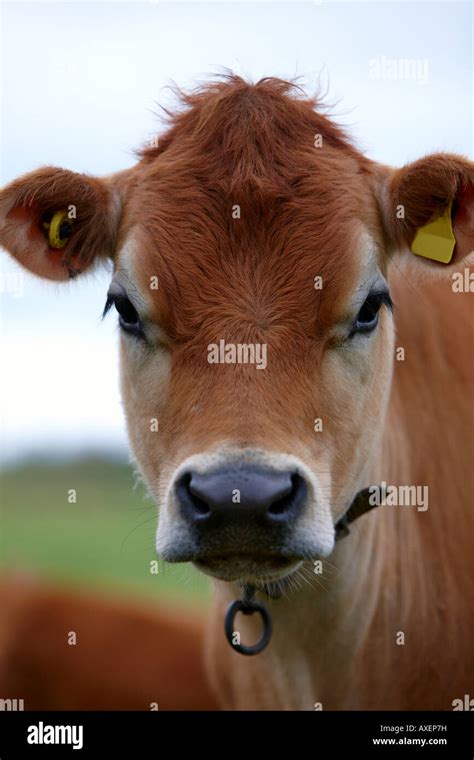 Jersey Cow Channel Islands Stock Photo - Alamy