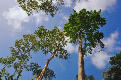 Planting Padauk Tree : A Guide to Beauty and Symbolism