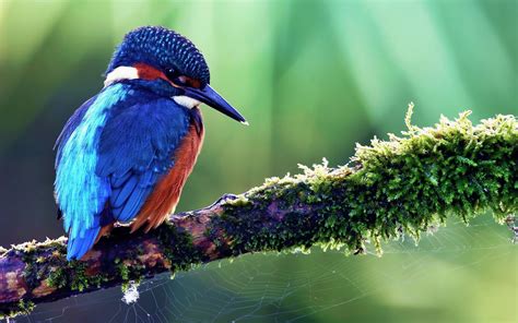 birds, Kingfisher, Nature, Blue, Animals Wallpapers HD / Desktop and ...