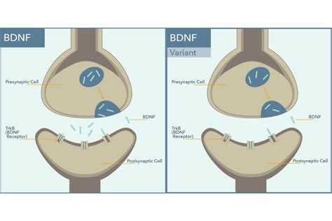 BDNF Gene Spotlight - Genomind