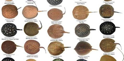 Freshwater Stingrays | Stingrays | Aquarium Stingrays | DiscusGuy ...