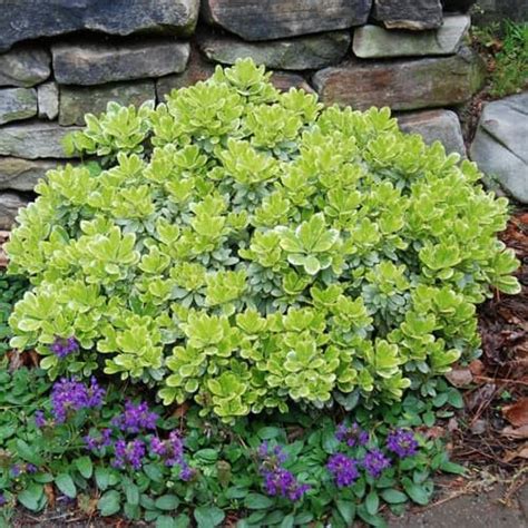 Mojo Dwarf Pittosporum - Low Cost Garden | Evergreen shrubs, Shrubs ...