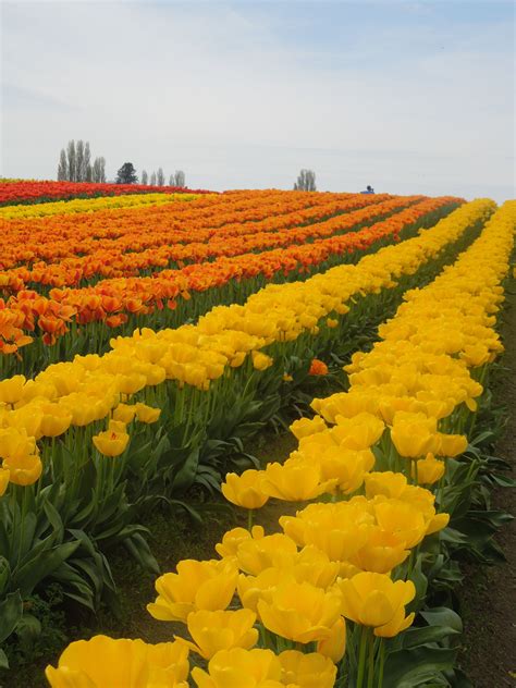 Tulip Festival, Mt. Vernon, Wa