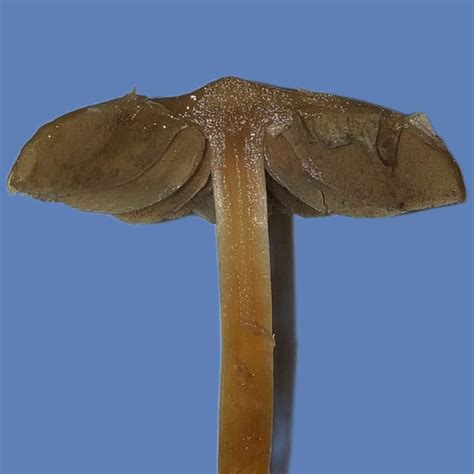 Psilocybe Fimetaria identification guide : r/fimetaria