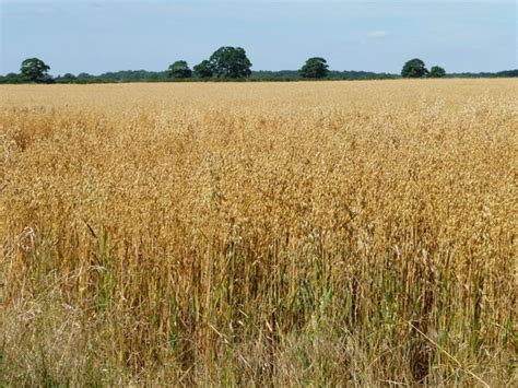 Oat field on a sunny day © Christine Johnstone cc-by-sa/2.0 :: Geograph ...