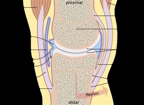 Synovial membrane - Alchetron, The Free Social Encyclopedia