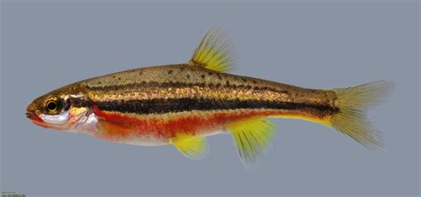 Rainbow darter in 400 gallon stream aquarium at local nature center [Columbus, OH] : r/Aquariums