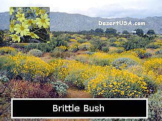 Desert Wildflower Yellow and Gold Wildflowers - DesertUSA