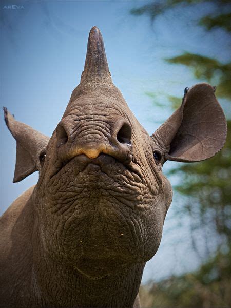 Black rhino baby Photo by Solovareva Maria -- National Geographic Your Shot | Rhino pictures ...