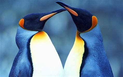 🔥 [44+] Penguin Wallpapers Love | WallpaperSafari