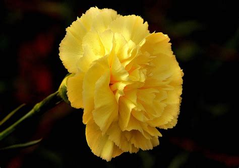 Yellow Carnation Flower Photograph by Johnson Moya