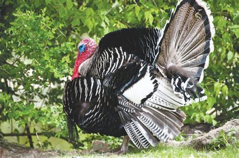 Choose the Right Turkey Breed for Your Farm - Hobby Farms