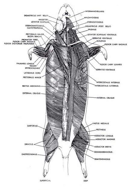 Muscular - Rat dissection